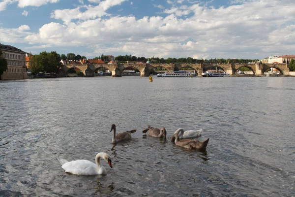 Cygnes sur la rivière Vltava à Prague — Photo