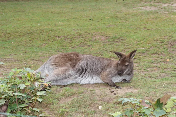 Genç kadın Avustralya kırmızı kanguru çimenlerde dinlenme — Stok fotoğraf