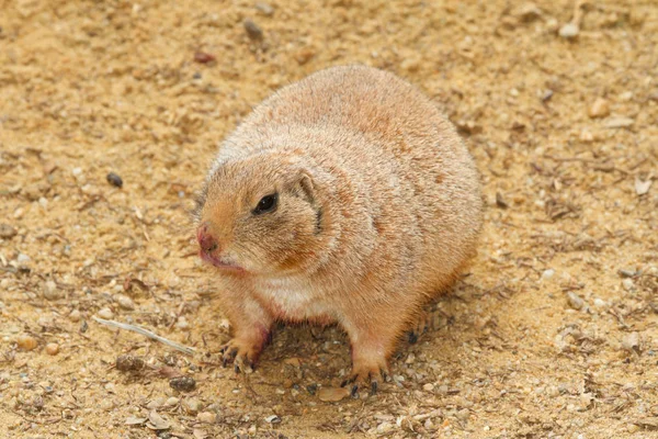 Prairie dog on a background of sand — Stock Photo, Image