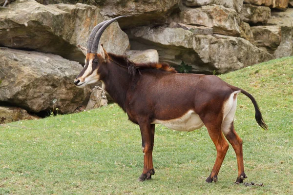 Рідкісні антилопи соболя (Hippotragus niger) — стокове фото