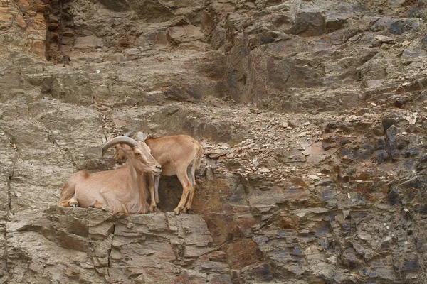 Túmulo caucásico macho y hembra silvestres en su hábitat natural —  Fotos de Stock