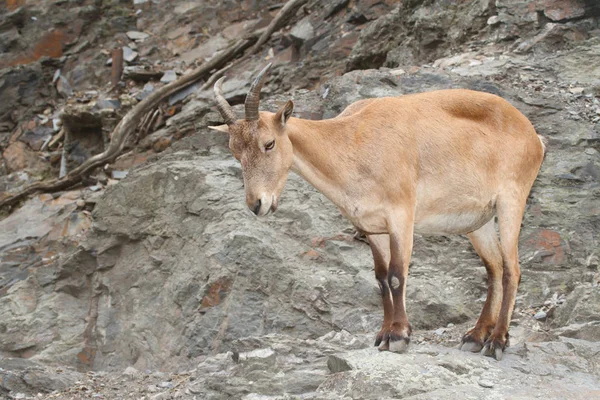 Grávida fêmea selvagem caucasiano tur no fundo de rocha — Fotografia de Stock
