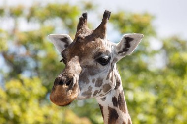 Bir zürafa yakın çekim yeşil ağaçlar çerçevede bir başkanı