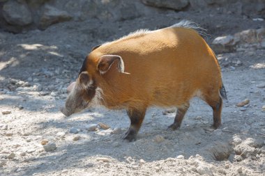 Kızılırmak domuz Potamochoerus porcus