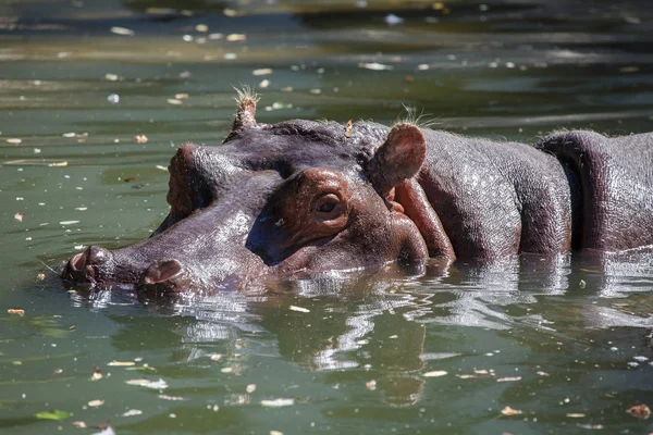 Cabeza de hipopótamo que sobresale del agua —  Fotos de Stock