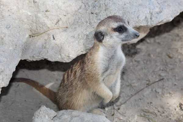 Dziki suricate stojący w pobliżu kamienia — Zdjęcie stockowe