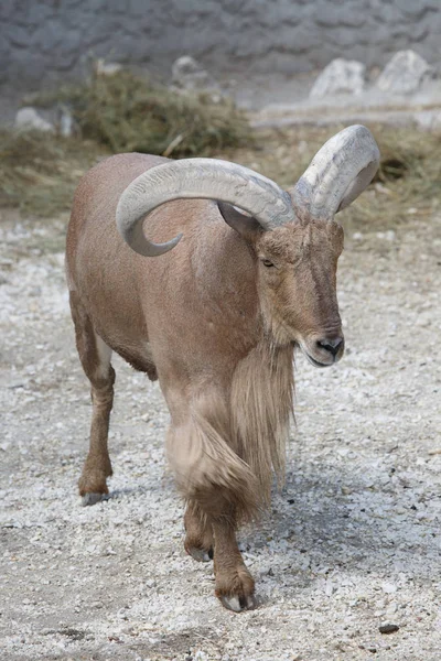 Berberi koyunu (Ammotragus lervia). Vahşi yaşam hayvan — Stok fotoğraf