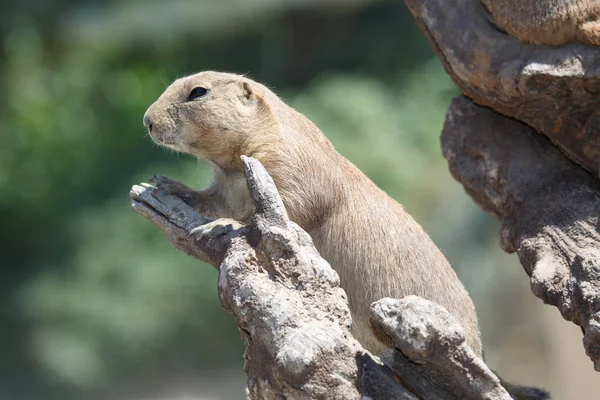 Fekete farkú prérikutya (Cynomys ludovicianus)). — Stock Fotó