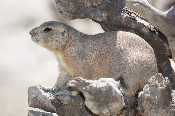 Black-tailed Prairiehond is verstopt tussen de rotsen — Stockfoto