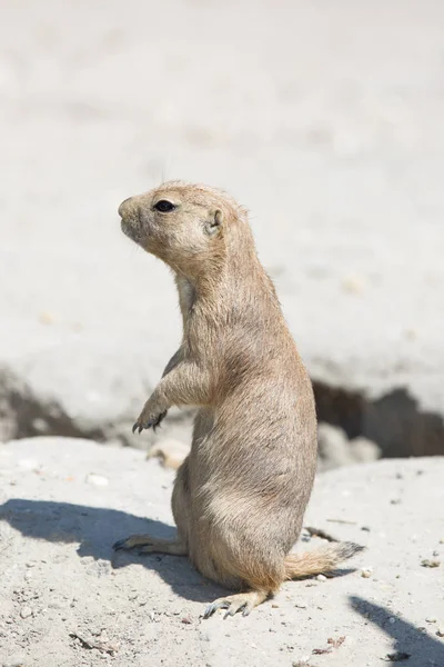 The black-tailed prairie dog (Cynomys ludovicianus) standing on — Stock Photo, Image
