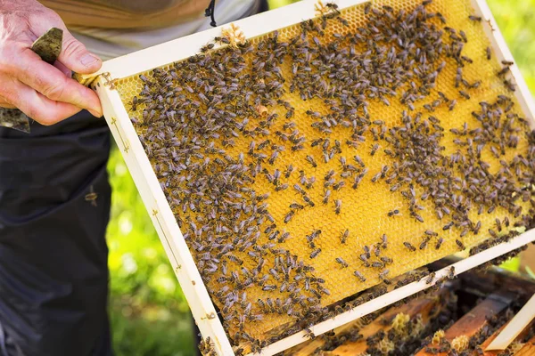 养蜂手里握着蜜蜂的蜂蜜细胞. — 图库照片