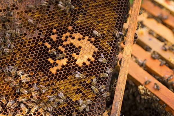 蜜蜂在蜂窝上。勤劳蜜蜂蜂窝木框架制作蜂蜜, 关闭 — 图库照片