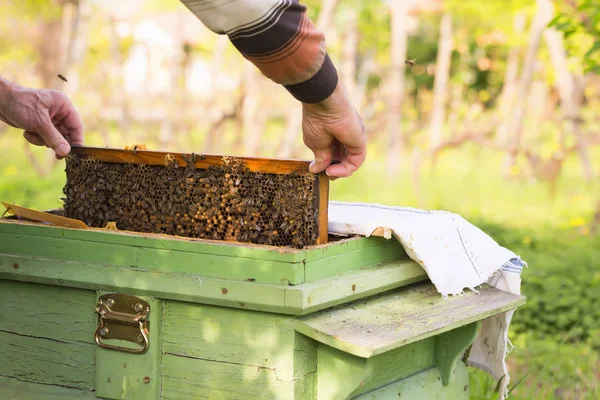 Pszczelarz posiada komórkę miód pszczoły w ręce. — Zdjęcie stockowe