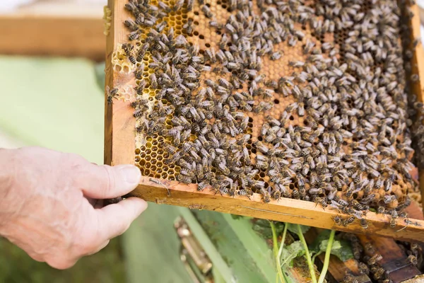 L'apiculteur tient une cellule à miel avec des abeilles dans ses mains . — Photo
