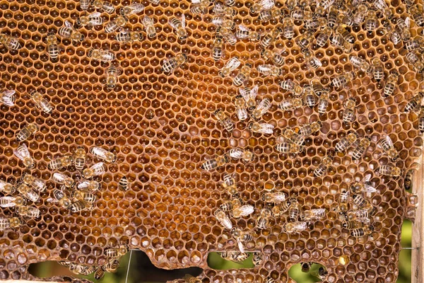 蜜蜂在蜂窝上。勤劳蜜蜂蜂窝木框架制作蜂蜜, 关闭 — 图库照片