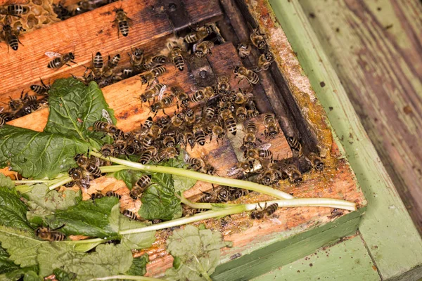 Ramki z ula. Pszczelarz zbioru miodu. Pszczelarz inspekcji Ula uspokajający je z Melissa officinalis — Zdjęcie stockowe