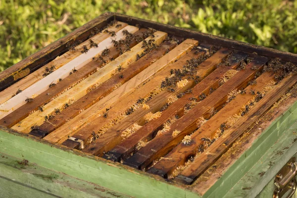 Ramy uli pszczół. Pszczelarz zbiera miód. Pszczelarz badający uli pszczół. — Zdjęcie stockowe
