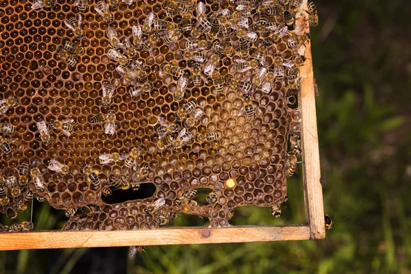 蜜蜂在蜂窝上。勤劳蜜蜂蜂窝木框架制作蜂蜜, 关闭 — 图库照片