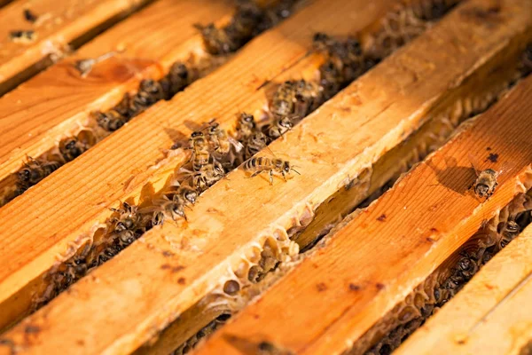 蜂窝的框架。养蜂人采蜜养蜂人巡查蜂房. — 图库照片
