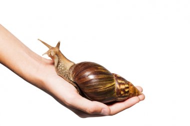 Achatina salyangoz içinde adamın palmiye büyüdü. Beyaz arka plan üzerinde izole