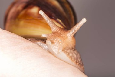 Beyaz arka planda, makro, yakın Achatina Achatina salyangoz kadar