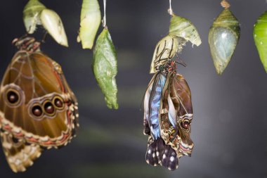 Koza, d. tropikal kelebek makro