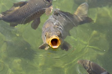 Büyük açık ağız, yemek/besleme açık Göl suyu ile sazan