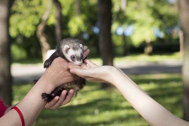 Parkta, Mustela putorius ulaşırlar kadının elinde sevimli yaban gelinciği