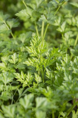 Taze yeşil maydanoz Bahçe, doğal ışık yapraklar. Makro, yakın.