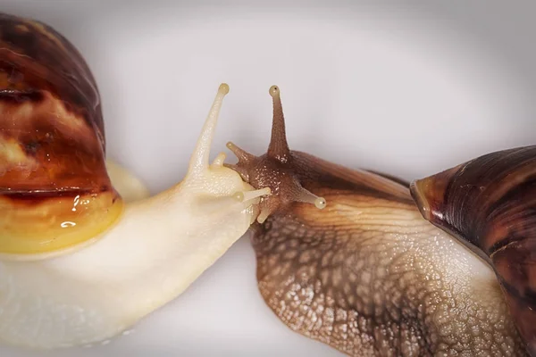 Achatina Achatina Caracóis Beijando Uns Aos Outros Fundo Branco Macro — Fotografia de Stock