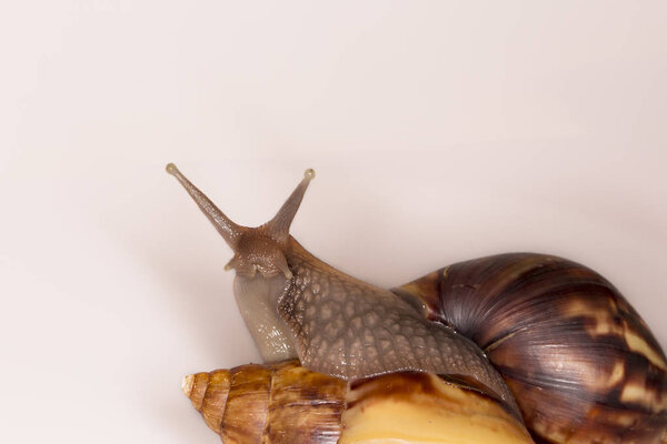 Achatina Achatina snail on white background, macro, close up