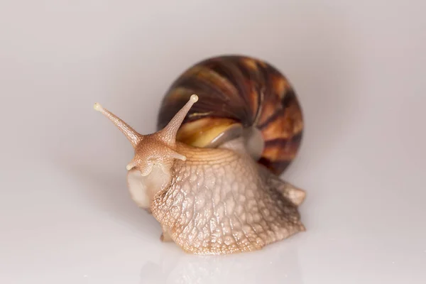 Achatina Achatina Snail White Background Macro Close — Stock Photo, Image