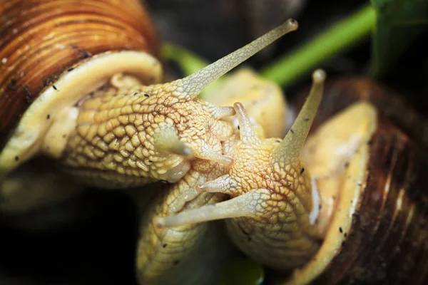 Zahradní Hlemýžď Líbali Cornu Aspersum — Stock fotografie