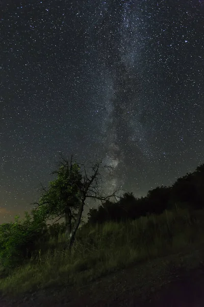 Milky Way with alone old tree on the hill