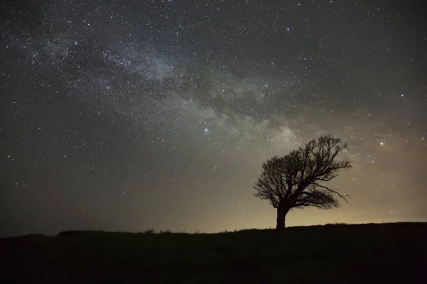 Milky Way with alone old tree on the hill