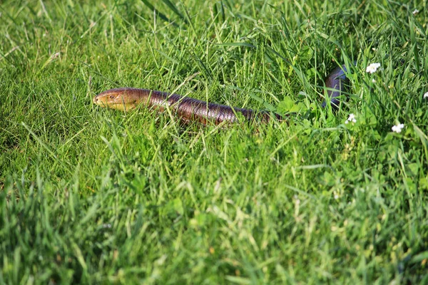 Sheltopusik Serpent Dans Nature — Photo