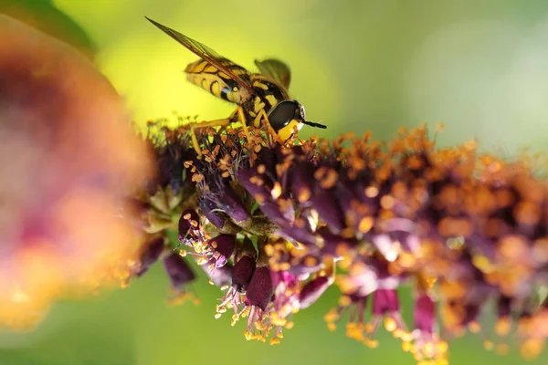 Pszczoła Zbierania Miodu Fioletowy Kwiat Makro Zamknij Się — Zdjęcie stockowe