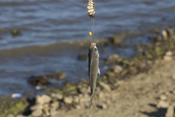 Freshly caught Carassius fish with lake in the background