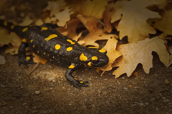 Salamander, fire salamander in nature, close up, macro