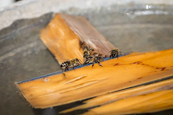Méhek Ivóvíz Minőségű Víz Természetben Makró Közelről Stock Kép