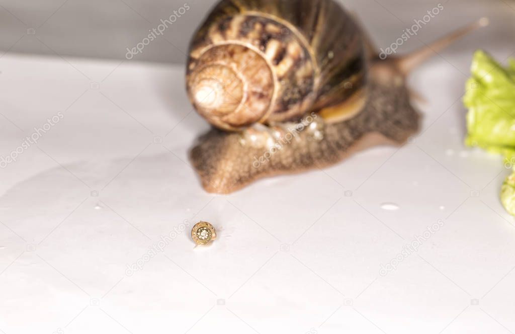 Mother Achatina snail whith babyies on white background, close up.