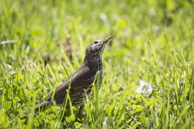 Song thrush bird on green background