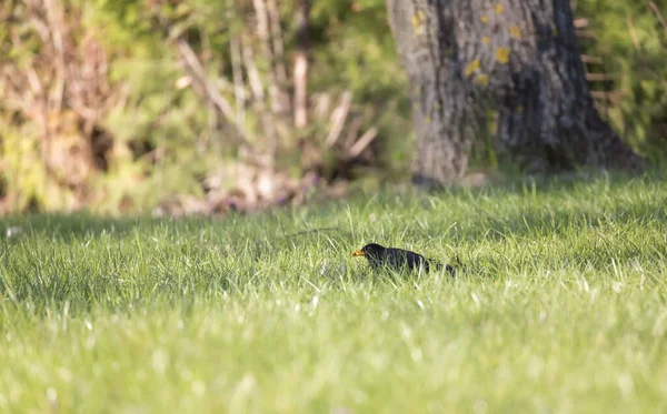 Common blackbird/Eurasian blackbird in green meadow at morning.