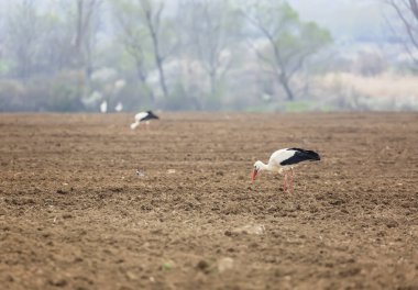 Birkaç beyaz leylek, (Ciconia ciconia) bahar zamanı tarımsal alanlarda.
