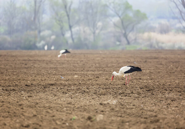 Couple White storks,  (Ciconia ciconia) in agricultural fields in spring time.