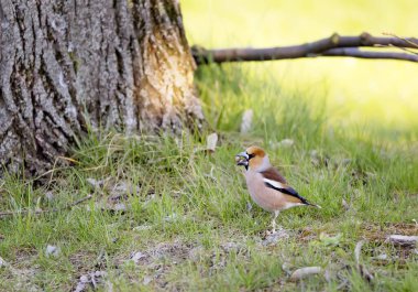 Hawfinch kuşu, Coccothraustes coccothraustes doğal arka planda kiraz çekirdeği yiyen