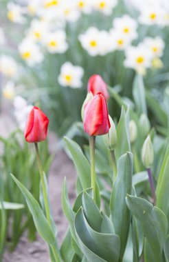 Bahçede gün ışığında kırmızı laleler. Seçici odaklanma. Boşluğu kopyala