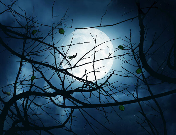 A night sky with a full moon and many branches in backlight