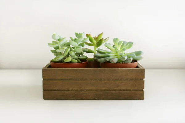 Drie kleine vetplanten — Stockfoto
