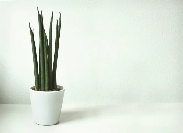 Installatie Sansevieria Cylindrica — Stockfoto